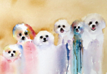 Bichon Ribbons