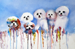 Bichon Ribbons Two