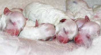 Cassie's Pups at birth