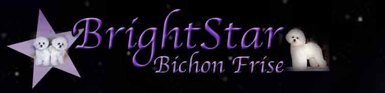 BrightStar Bichon Frise