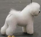 bichon rear