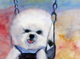 Bichon Swinging