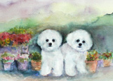 two bichons