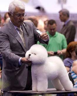 Dominicks Eukanuba 2012